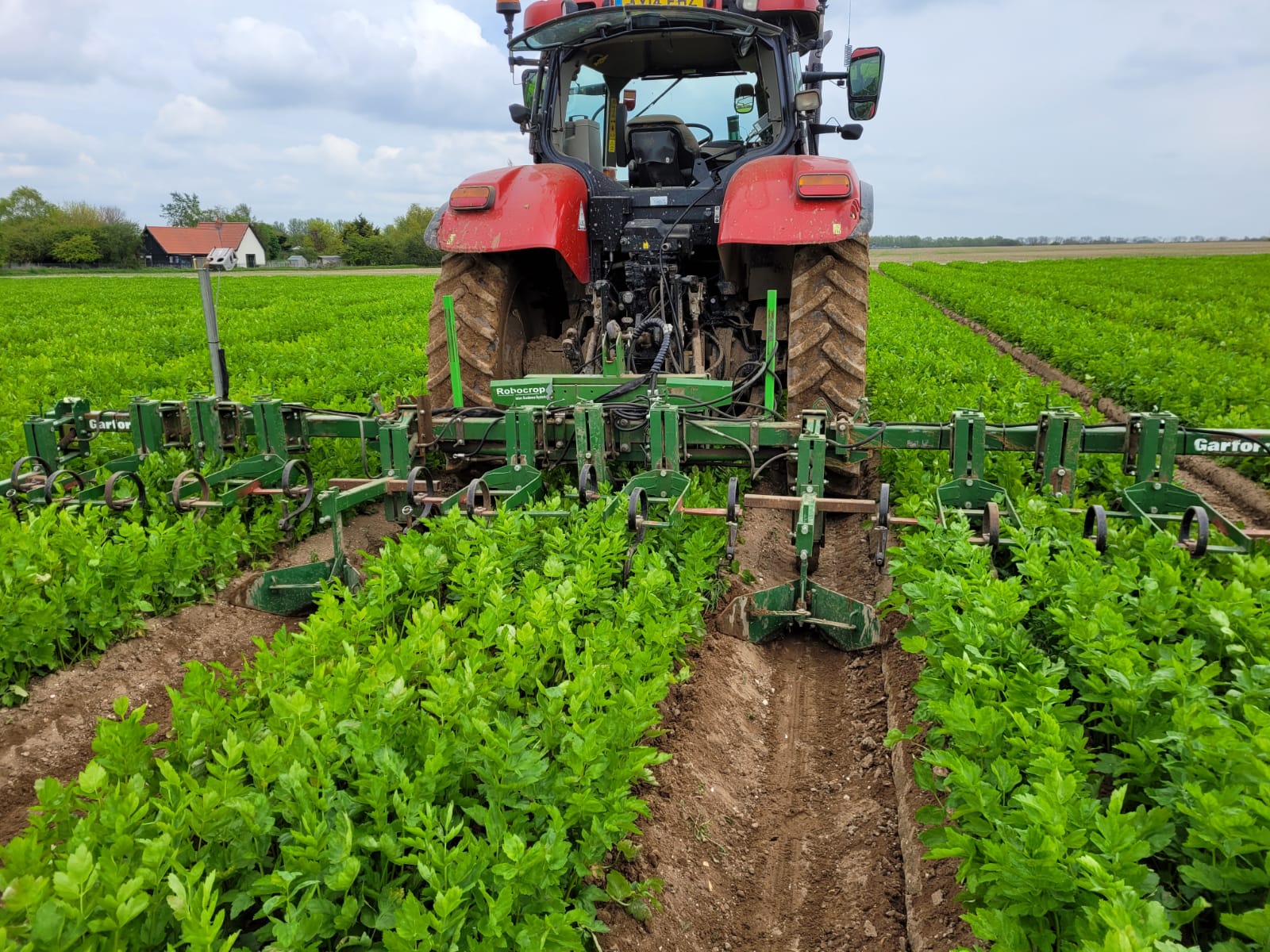 Glover Agricultural Services equipment used for hoeing parsnips.