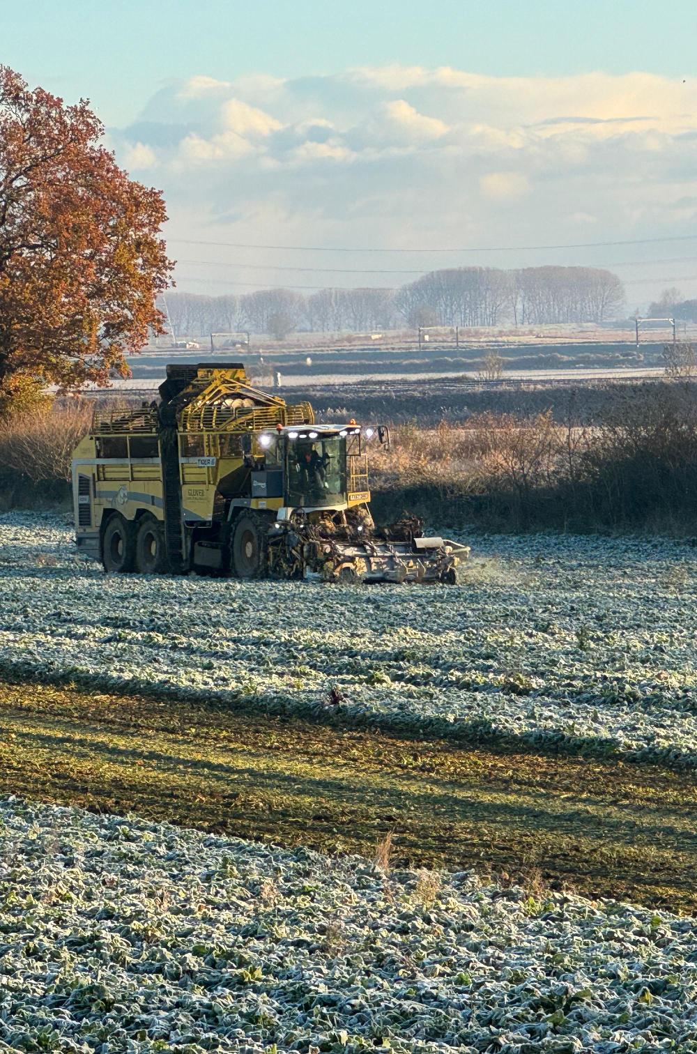 Sugar Beet 2023